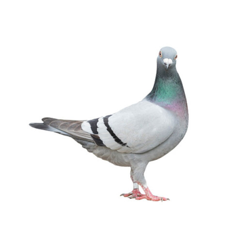 Dviki_avatar