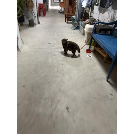 airfishdevourer_avatar